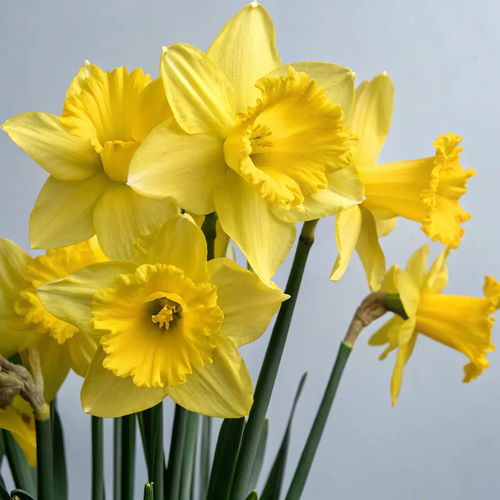 King Alfred Daffodil Bulbs