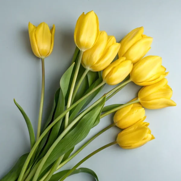 Miniature Daffodil Bulbs