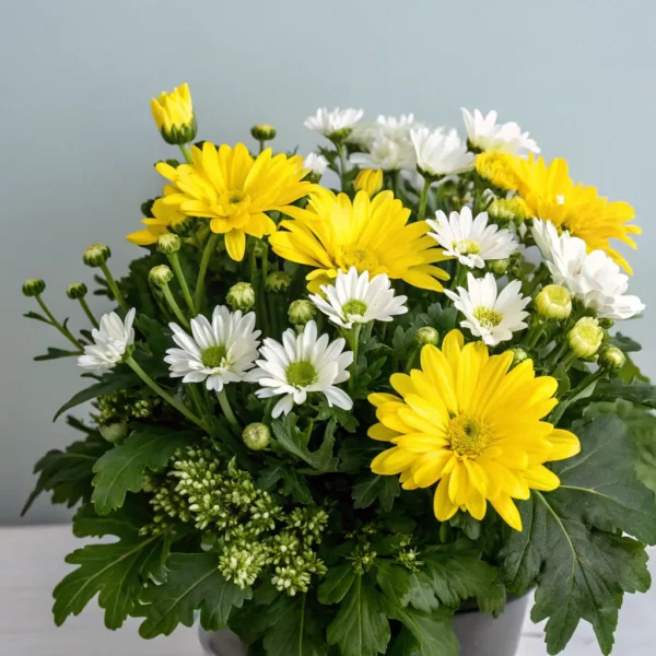 Double Daffodil Bulbs